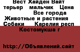 Вест Хайден Вайт терьер - мальчик › Цена ­ 35 000 - Все города Животные и растения » Собаки   . Карелия респ.,Костомукша г.